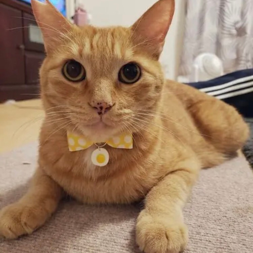 ☆リボンとSummer猫ちゃんイヤリング☆ 夏イヤリング花