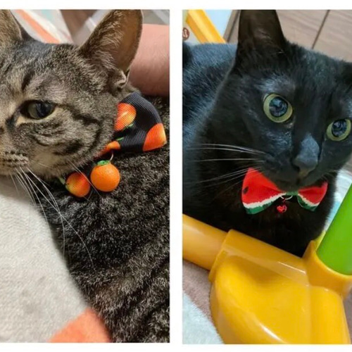 モンステラ&カメさん(オレンジ)わんちゃん猫ちゃん用首輪 デイリーEX猫首輪 ドリームラメストライプ オレンジ ゴロにゃん