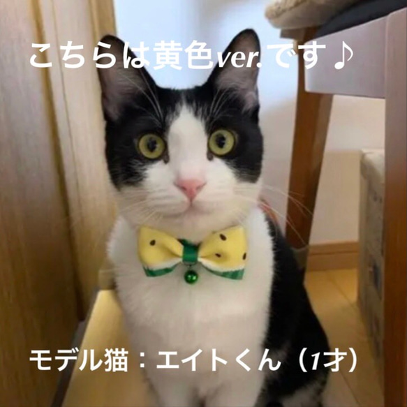 ねこスイカちゃん首輪 ペット 猫 犬 首輪 6枚目の画像