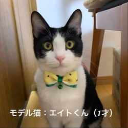 今年は黄色が登場♪ねこスイカちゃん首輪 ペット 猫 犬 首輪 4枚目の画像