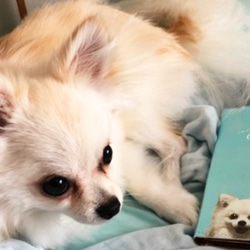 手帳型 犬 猫 ペット うちの子 スマホケース iPhone Android 9枚目の画像