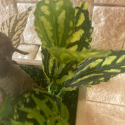 光触媒　人工観葉植物　ウォールグリーン 造花　インテリア　ウンベラータ 8枚目の画像