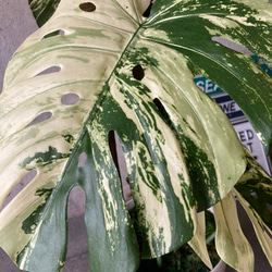 光触媒　人工観葉植物　ウォールグリーン　造花　インテリア　斑入りモンステラ 5枚目の画像