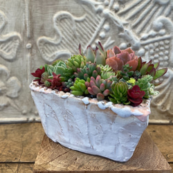 多肉植物の寄せ植え✨ぎゅうぎゅう（pots鉢 約2.5号） 多肉植物