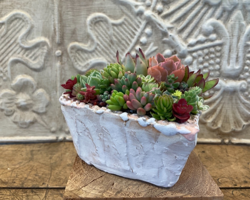 多肉植物の寄せ植え❤️ときめきハート2（pots鉢） 多肉植物