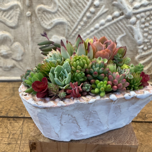 多肉植物の寄せ植え❤️ときめきハート2（pots鉢） 多肉植物