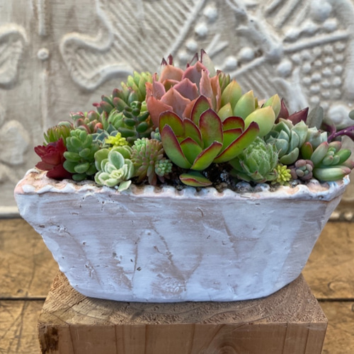 多肉植物の寄せ植え❤️ときめきハート2（pots鉢） 多肉植物