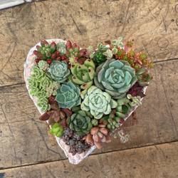 多肉植物の寄せ植え✨ぎゅうぎゅう（pots鉢 約2.5号） 多肉植物