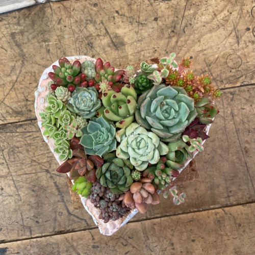 多肉植物の寄せ植えトキメキハート1（pots鉢） 多肉植物