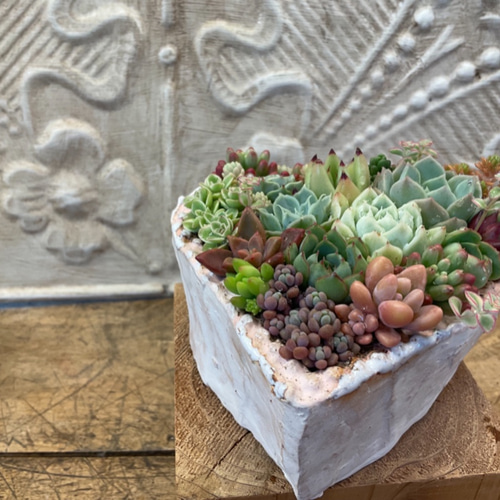 多肉植物の寄せ植えトキメキハート1（pots鉢） 多肉植物