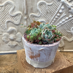 専用　　多肉植物　寄せ植え❣️ 240129-36.jpg