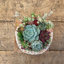 kiyoe(多肉植物寄せ植え) 多肉の寄せ植え｜Suu'sGreenRoom