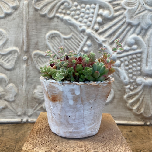 多肉植物の寄せ植え✨ぎゅうぎゅう（pots鉢 約2.5号） 多肉植物