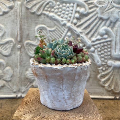 多肉植物寄せ植え❣️ 多肉植物の寄せ植え✨ぎゅうぎゅう（pots鉢 約2.5号） 多肉植物