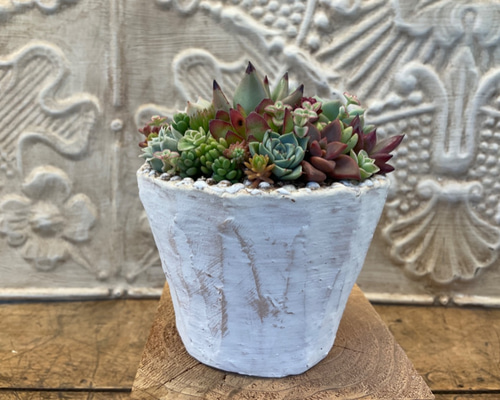 T)可愛い多肉の寄せ植え(フクロウ | RuPo 多肉植物専門店