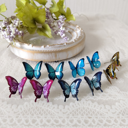 【Lサイズ♪】選べる蝶々。アゲハ蝶、オオルリアゲハ、モルフォ蝶、モルフォ蝶(新色)。蝶々ピアス、蝶々イヤリング。 1枚目の画像