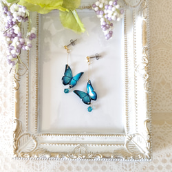 スワロフスキーが揺れる羽ばたく蝶々✩.*˚ 青い蝶。モルフォ蝶、新色モルフォ。『晴れやかブルー2024』 4枚目の画像