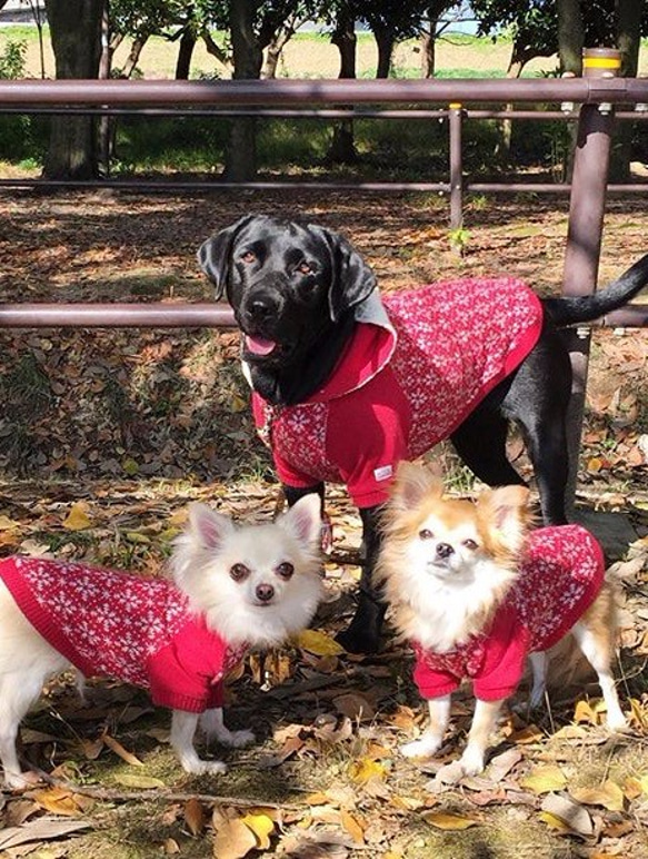 nananana様専用 スノーキージャガードパーカ【小型犬用】 3枚目の画像