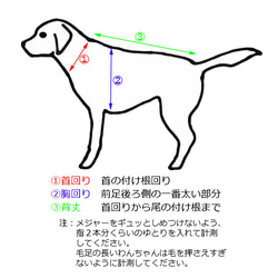 爽やかボーダー【大型犬用】 5枚目の画像