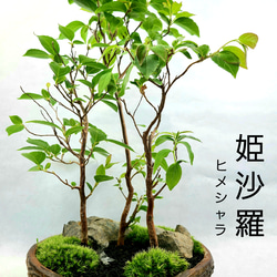 姫沙羅　ヒメシャラ盆栽　寄せ植え 1枚目の画像