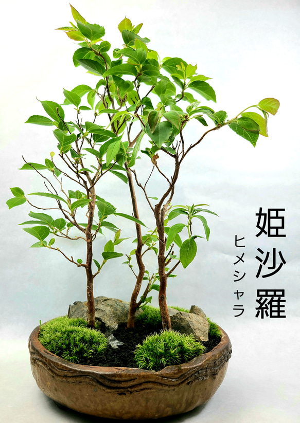 姫沙羅　ヒメシャラ盆栽　寄せ植え 1枚目の画像