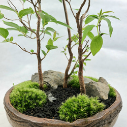 姫沙羅　ヒメシャラ盆栽　寄せ植え 2枚目の画像