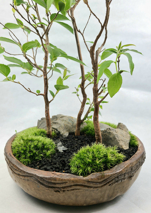 姫沙羅　ヒメシャラ盆栽　寄せ植え 2枚目の画像