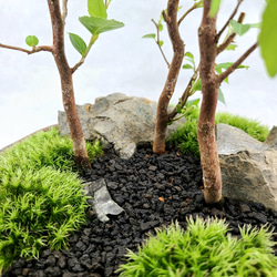 姫沙羅　ヒメシャラ盆栽　寄せ植え 3枚目の画像