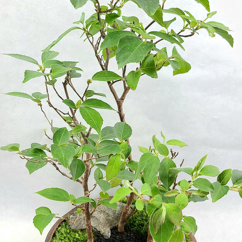 姫沙羅 ヒメシャラ盆栽 寄せ植え その他インテリア雑貨 ヒトイキ