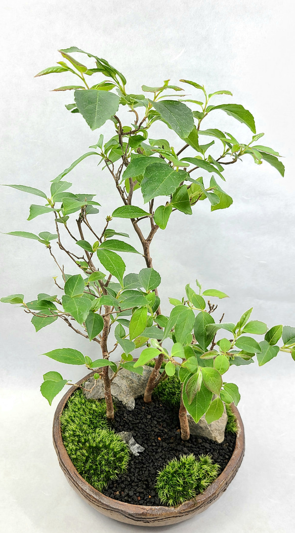 姫沙羅　ヒメシャラ盆栽　寄せ植え 4枚目の画像