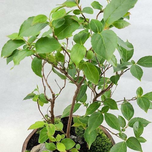 姫沙羅 ヒメシャラ盆栽 寄せ植え その他インテリア雑貨 ヒトイキ