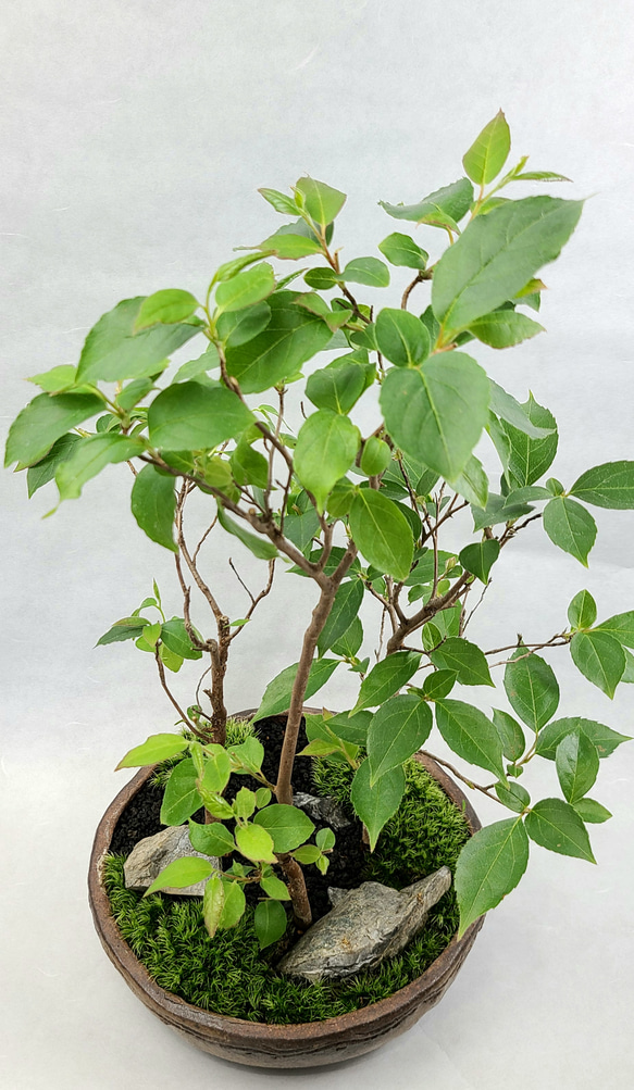 姫沙羅　ヒメシャラ盆栽　寄せ植え 5枚目の画像