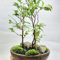 姫沙羅　ヒメシャラ盆栽　寄せ植え 6枚目の画像