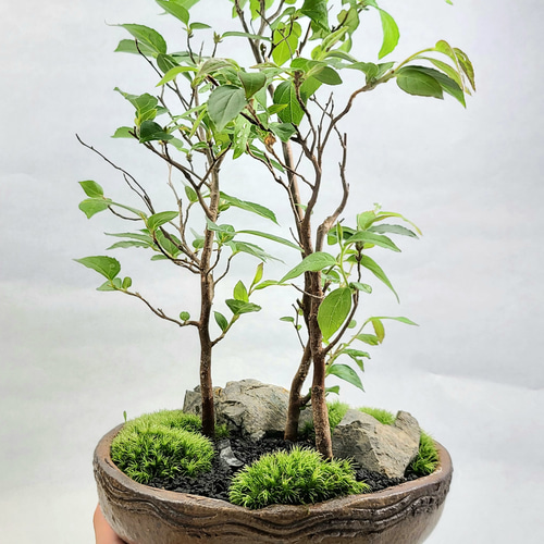 姫沙羅 ヒメシャラ盆栽 寄せ植え その他インテリア雑貨 ヒトイキ