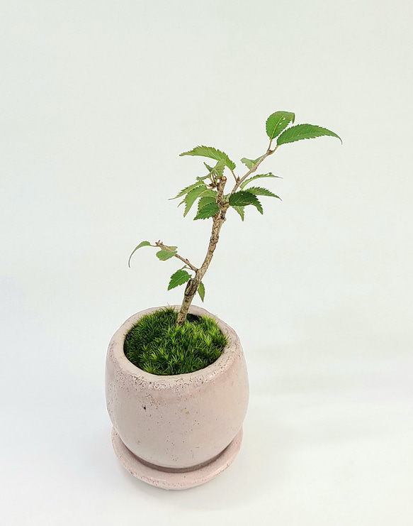富士桜 盆栽 小品盆栽 ミニ盆栽