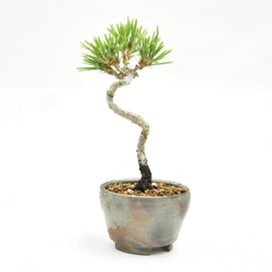 五葉松 【瑞祥】 とても趣のある古木感あふれる銘品 1点ものの中品盆栽