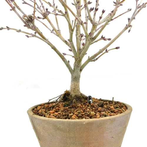 八房紅葉清姫 【公式通販】