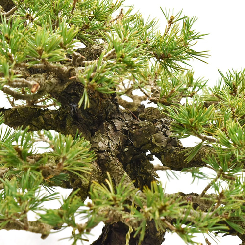 五葉松 【瑞祥】 とても趣のある古木感あふれる銘品 1点ものの中品盆栽