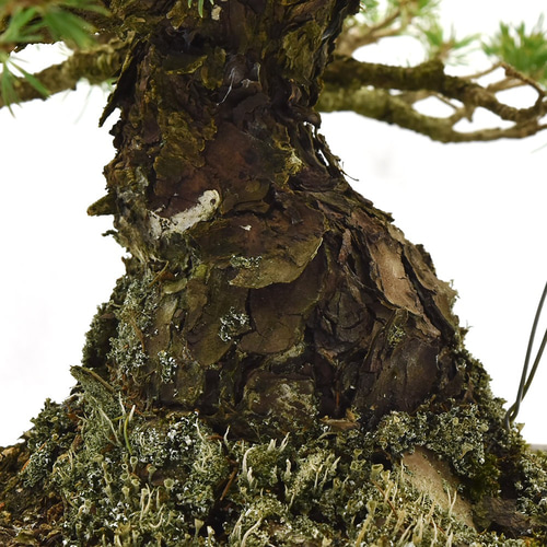 五葉松 【瑞祥】 とても趣のある古木感あふれる銘品 1点ものの中品盆栽