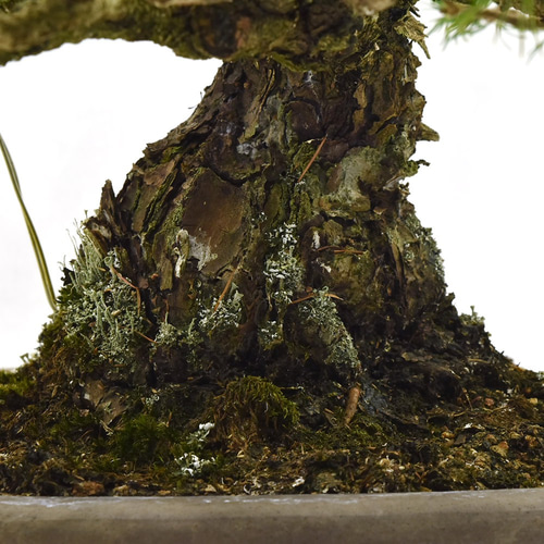 五葉松　瑞祥　激古　盆栽 五葉松 瑞祥 激古 盆栽 五葉松〔瑞祥〕│盆栽、盆栽書籍、盆栽鉢の