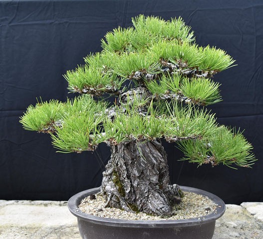 黒松 とても趣のある古木感あふれる銘品 1点ものの大品盆栽 