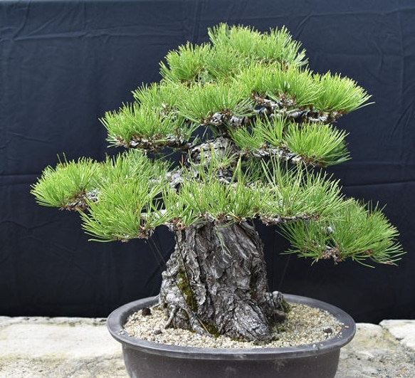 幹太古木の黒松盆栽　中品盆栽 盆栽黒松古木大品