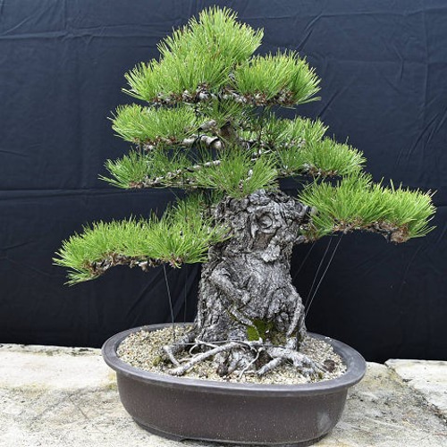 【週末値下げ】引き取り　黒松　大品盆栽　株立　古木 週末値下げ】引き取り 黒松 大品盆栽 株立 古木