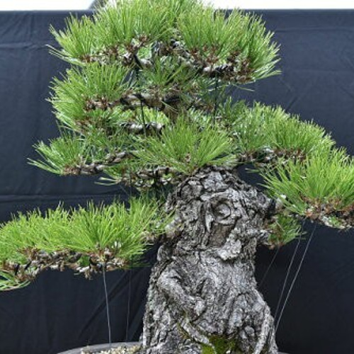 黒松 とても趣のある古木感あふれる銘品 1点ものの大品盆栽