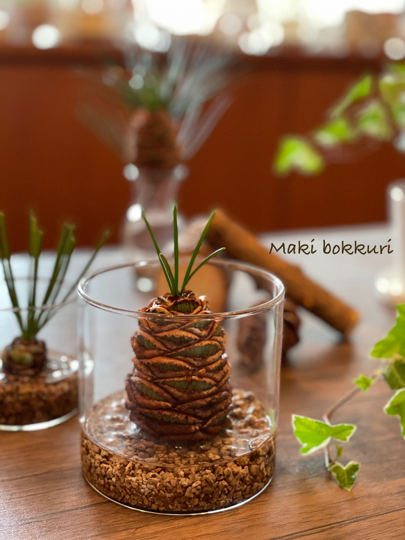 高野槙 インテリア・住まい・小物-植物/観葉植物『樹高約㎝』。