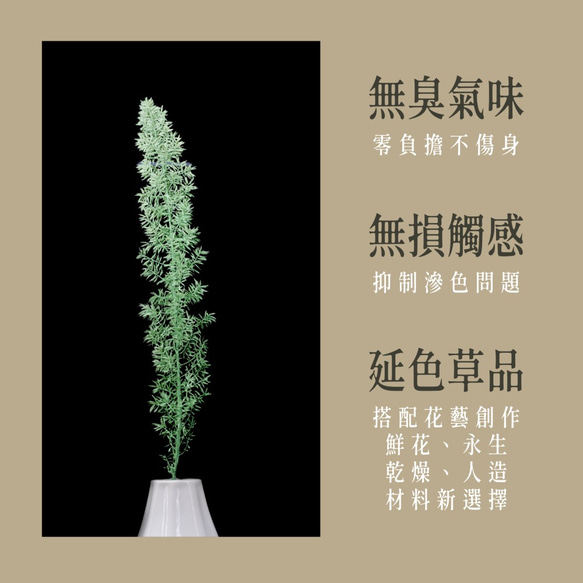 狐尾武竹｜延色草系列｜G02麥苗綠｜植色木木｜葉材 花材 乾燥花 永生花 人造花 鮮花 搭配參考 第4張的照片