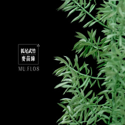 狐尾武竹｜延色草系列｜G02麥苗綠｜植色木木｜葉材 花材 乾燥花 永生花 人造花 鮮花 搭配參考 第6張的照片