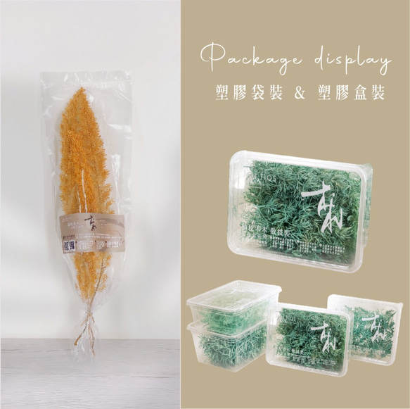 狐尾武竹｜延色草系列｜G02麥苗綠｜植色木木｜葉材 花材 乾燥花 永生花 人造花 鮮花 搭配參考 第7張的照片