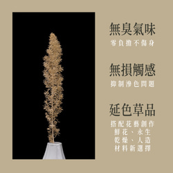 狐尾武竹｜延色草系列｜Y04裸麥仁｜植色木木｜葉材 花材 乾燥花 永生花 人造花 鮮花 搭配參考 第4張的照片