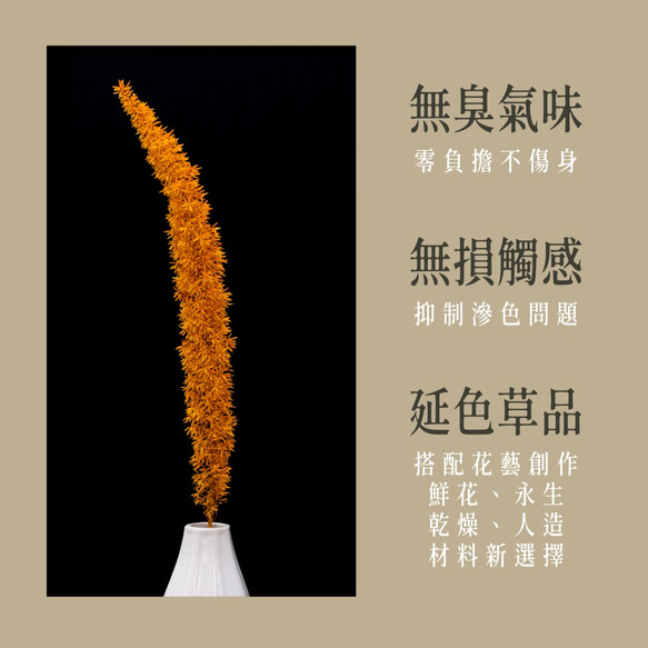 狐尾武竹｜延色草系列｜Y05元氣橙皮黃｜植色木木｜葉材 花材 乾燥花 永生花 人造花 鮮花 搭配參考 第4張的照片